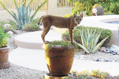 bobcat